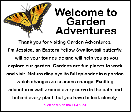 Thank you for visiting Garden Adventures. I'm Jessica, an Eastern Yellow Swallowtail butterfly. I will be your tour guide and will help you as you explore our garden. Gardens are fun places to work and visit. Nature displays it's full splendor in a garden which changes as seasons change. Exciting adventures wait around every curve in the path and behind every plant, but you have to look closely. 